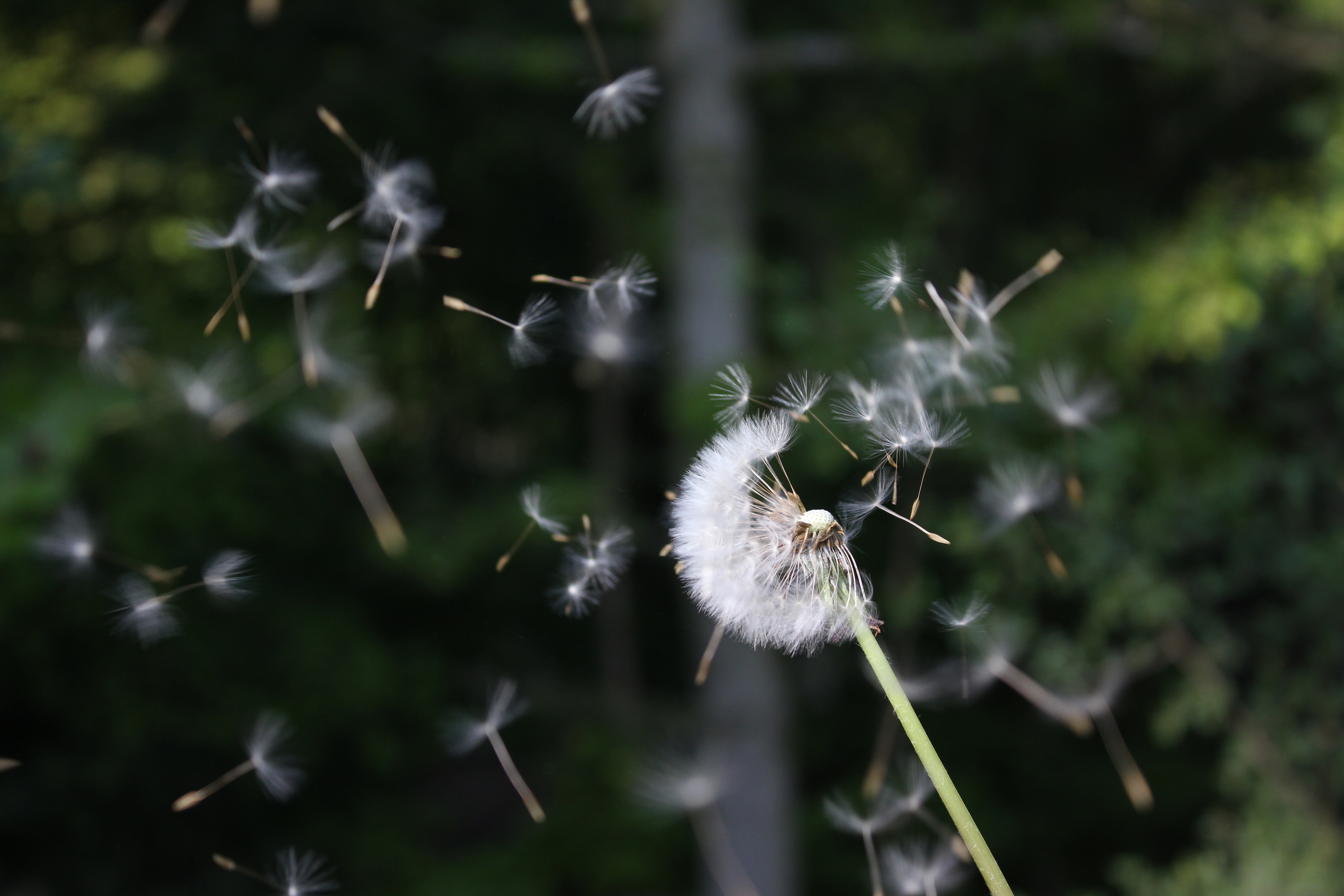 freely-10007