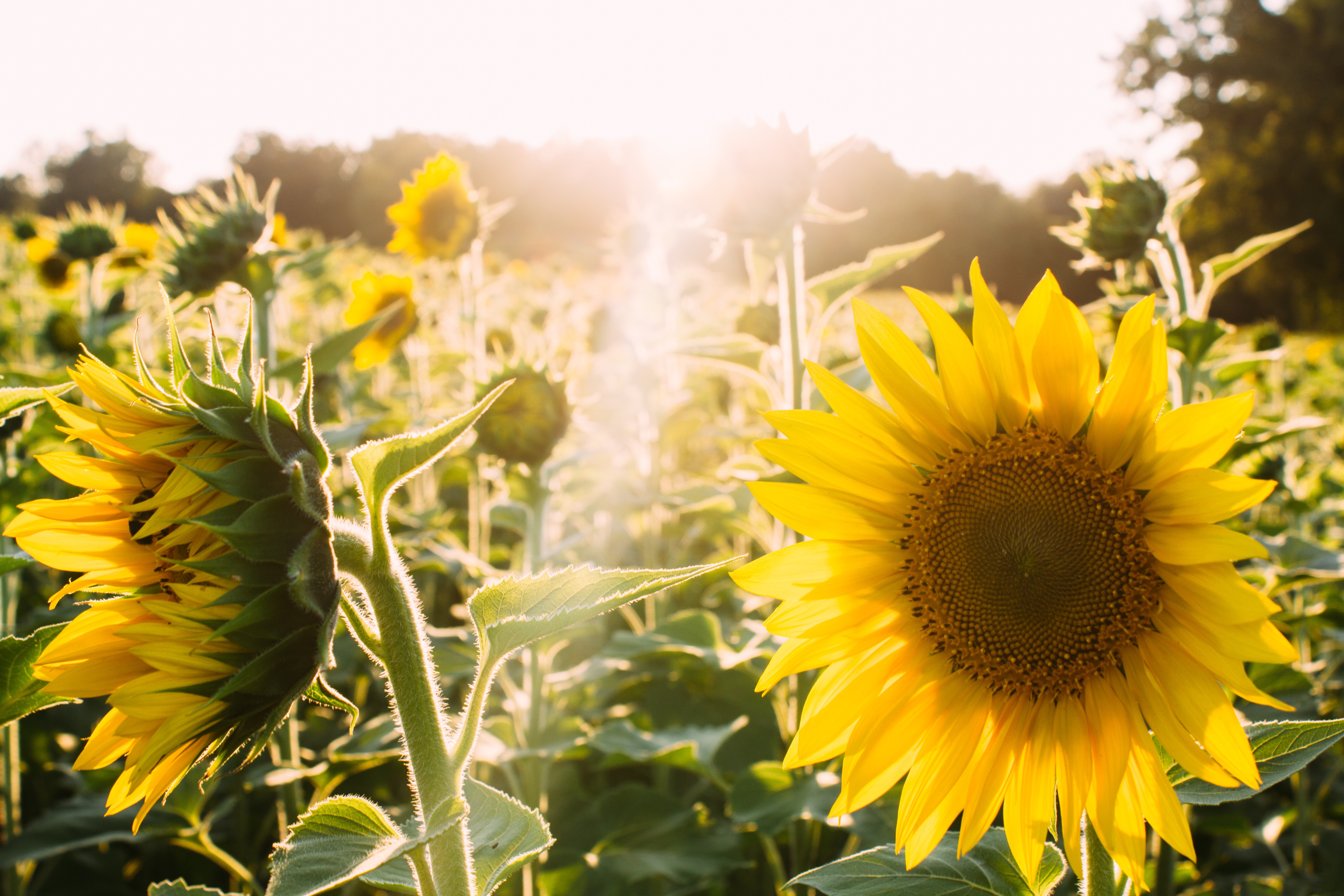 negative-space-summertine-sunflowers
