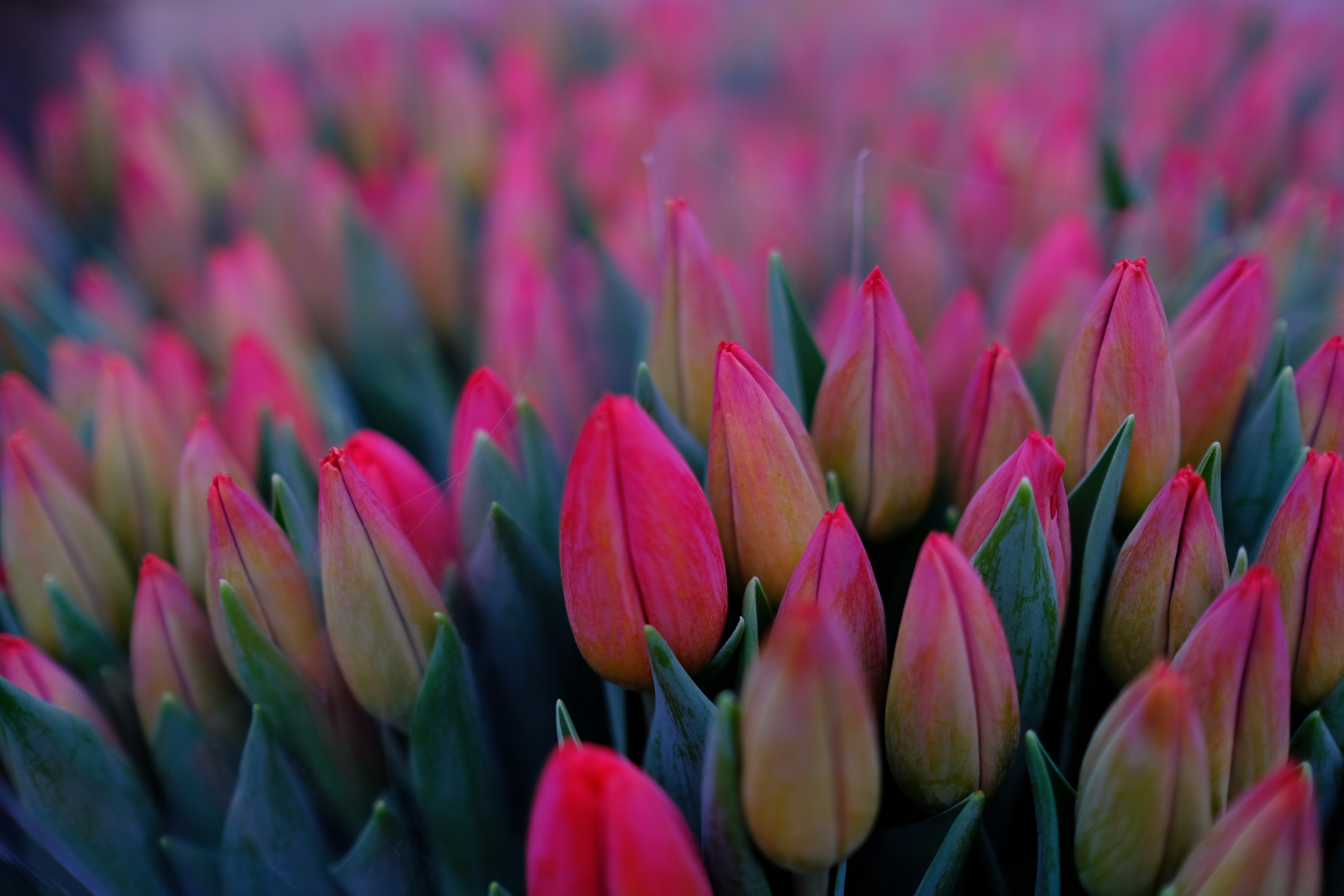 red_tulips