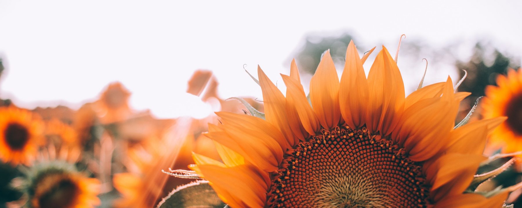 cropped-bloom-1866760_1920.jpg