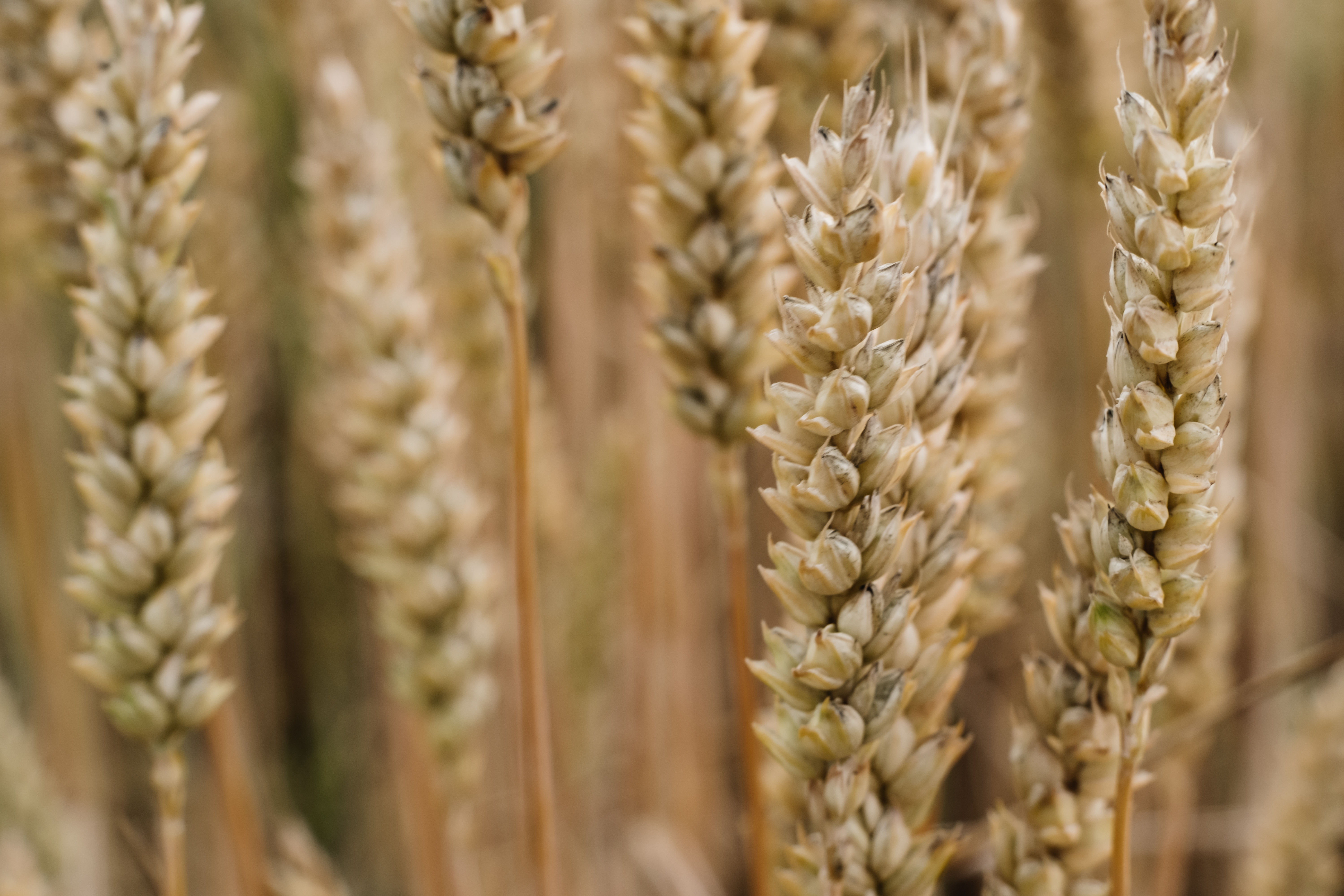 wheat_closeup